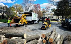 Best Palm Tree Trimming  in Emerson, NJ