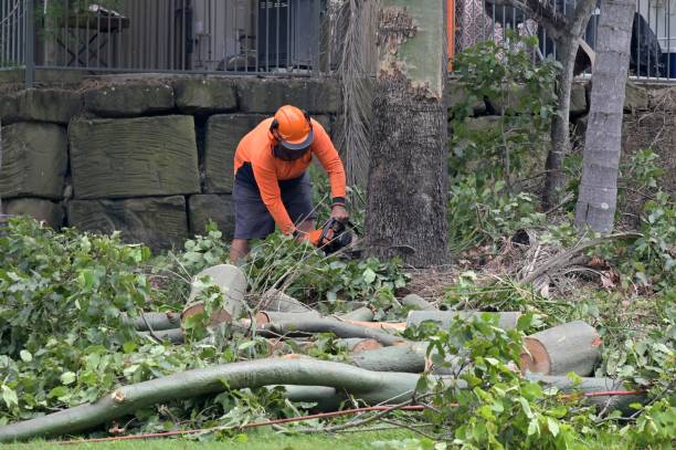 Best Root Management and Removal  in Emerson, NJ