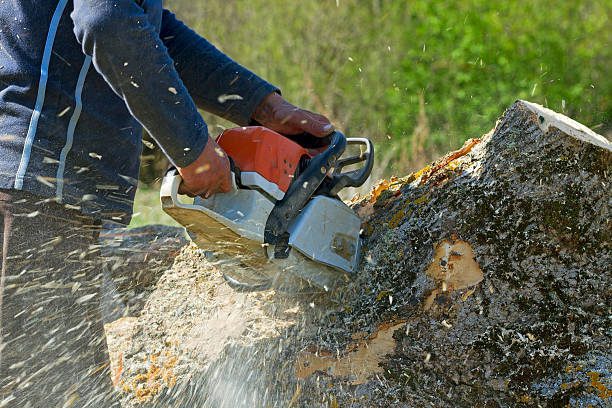 Professional Tree Care  in Emerson, NJ